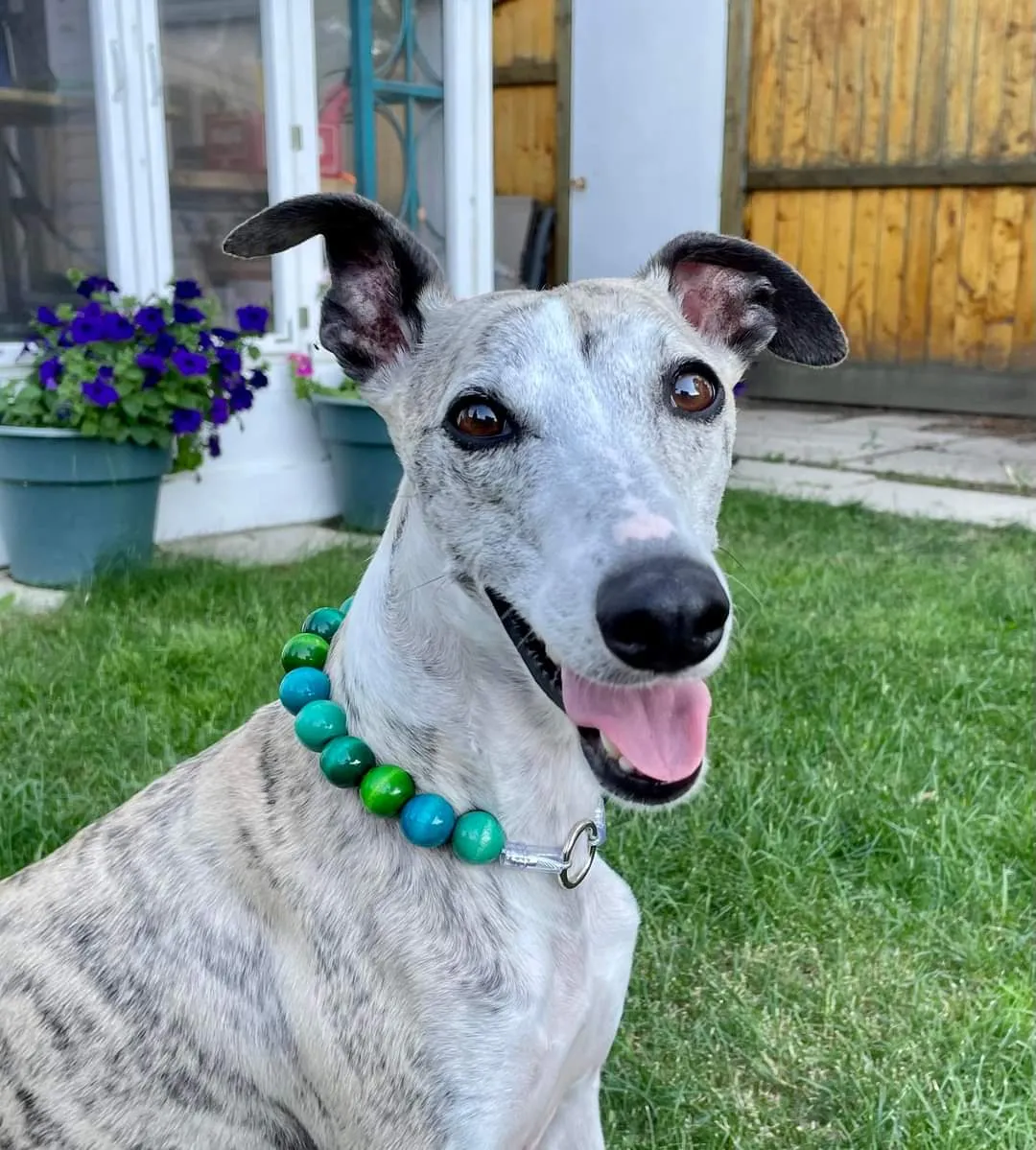 Surf Bead Collar